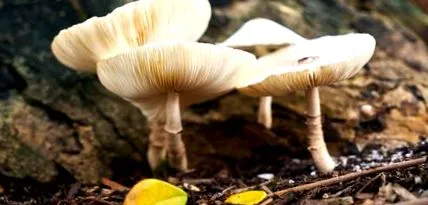 ciupercile