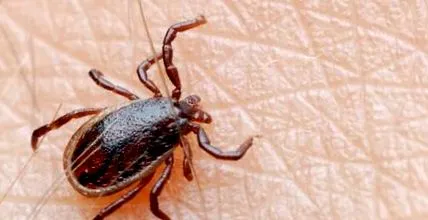 uleiuri lyme