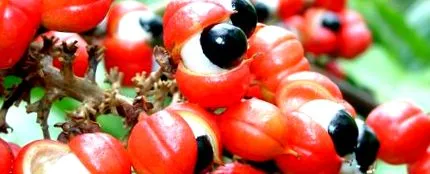 guaranei