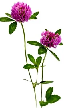 детелина