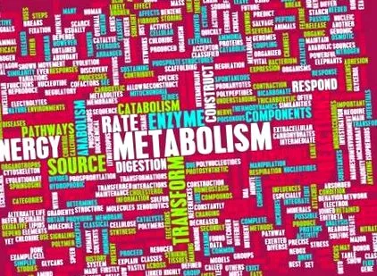 metabolismul mituri