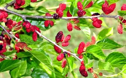 zmeură mulberry