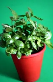 acestei plante
