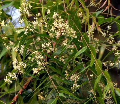 neem