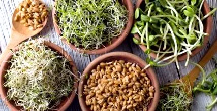 germinarea germeni
