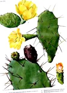 nopal opuntia