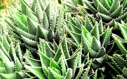 aloe