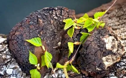 chaga chaga