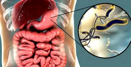 helicobacter helicobacter