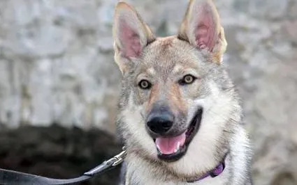 animalelor