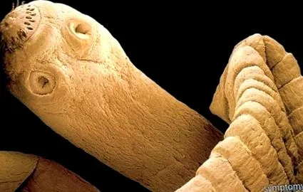 Celulele teniei