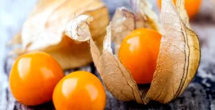 decorativ physalis