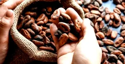 cacao boabe