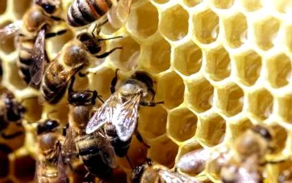 propolis