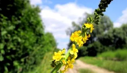 рапица