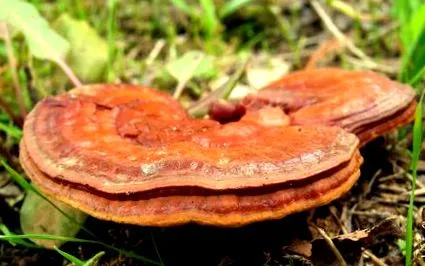 reishi