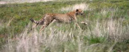 animal animal