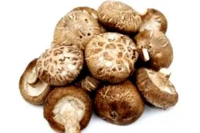 ciupercă