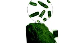 spirulina