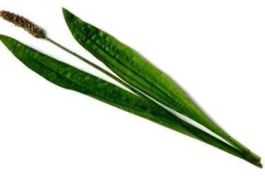 spearwort