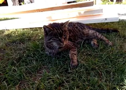 котка