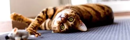 animale