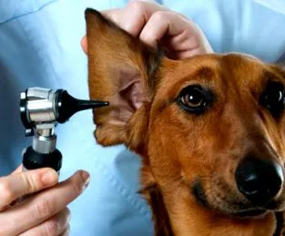 macska coolvet