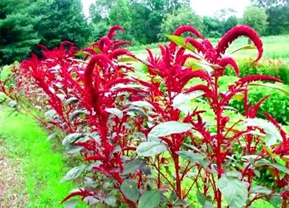amaranth