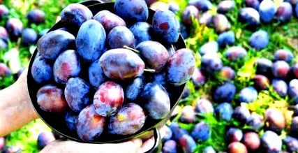 prune mânca