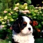 spaniel litter