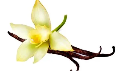 planifolia