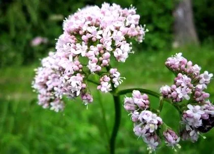 ameliorarea
