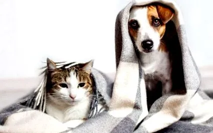 animalelor beneficiem