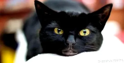 mâncat pisica