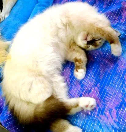 котка