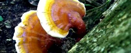 ciuperca