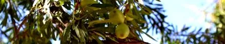rocher yves