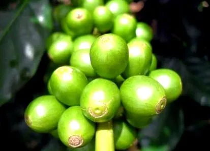 green green