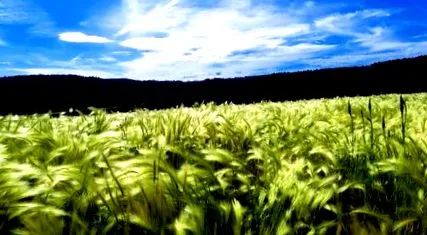 verde verde