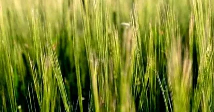 efectele verde
