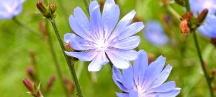 akanka