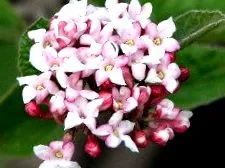 viburnum crește planta este