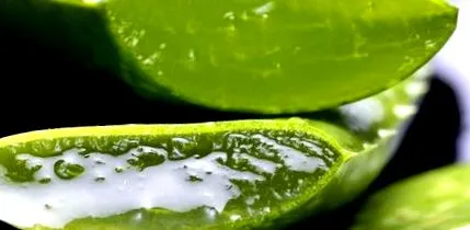 planta vera