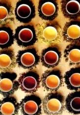 ceaiul