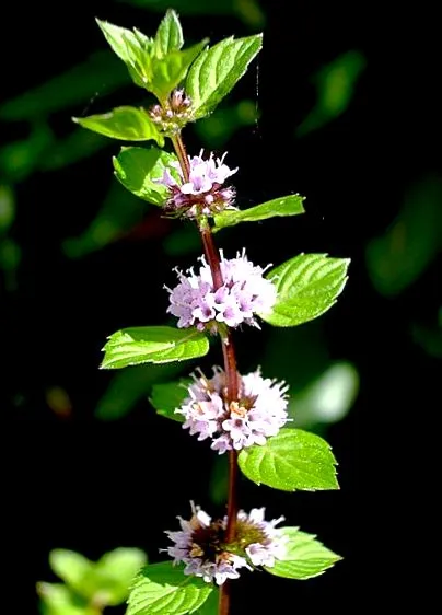 menthae piperitae menthae piperitae