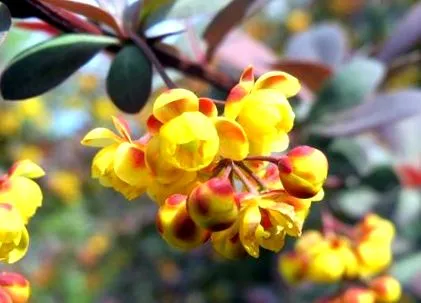 berberina