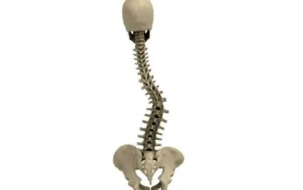 coloanei vertebrale