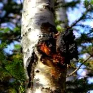 chaga