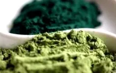 chlorella cianobacterii