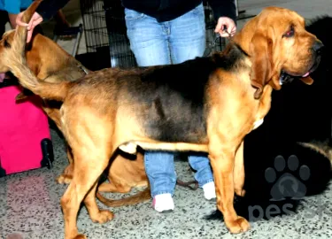 bloodhound vopsitori